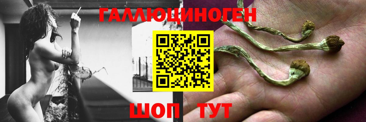 Псилоцибиновые грибы мицелий Дальнереченск